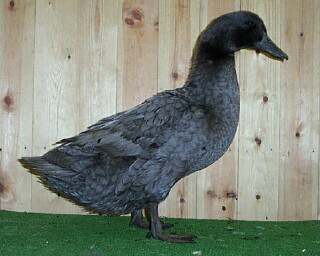 Eend van Vorst Blauw gezoomd