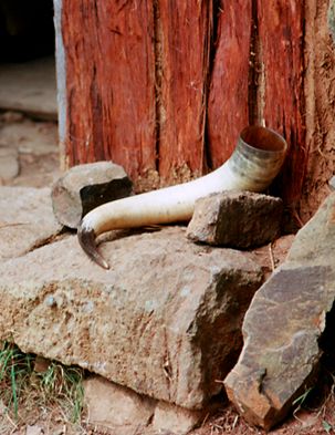 Cow horn