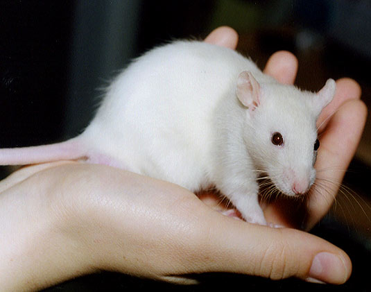 rusky in hand