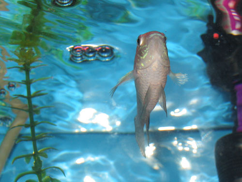 My Blue Acara