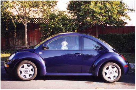 New Beetle Owner Greta!