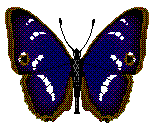 Chrysalis logo