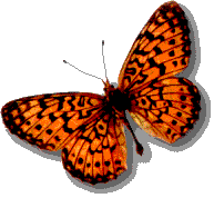 large butterfly