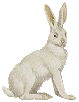 bunny facing right