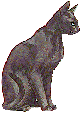 black cat facing right
