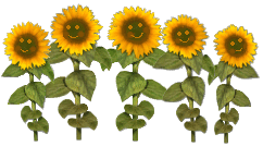 cancan sunflowers