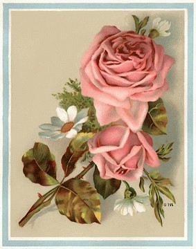 pink rose