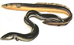 Anguilas