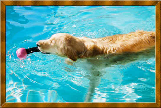 This is Dixie Swimming in her pool