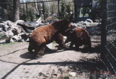 grizzly bears at Calgary Zoo
