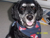 Casey showing his Milkbone smile
