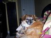 Sheba