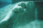polar bear at Toronto Zoo