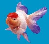 oranda.jpg