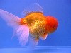 oranje.jpg
