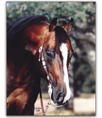 © The Horse Breeders.com