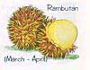 rambutan