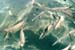 Praslin_AnseLazio3_Fische