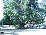 wailum_0033.jpg