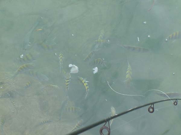 fishing01