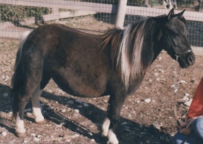Toyland Bonita 1997