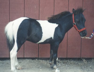 Oreo as a suckling 1997