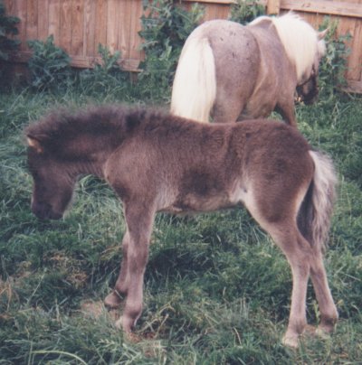 Magic Moment in background and her colt in foreground