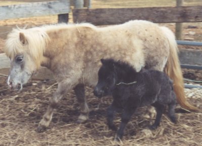 Toyland Magic Moment with 2001 chocolate appy filly