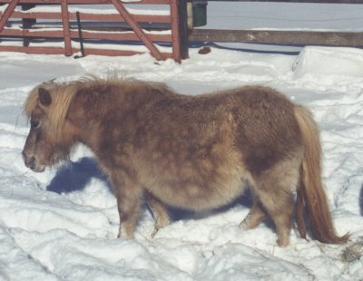 Toyland Magic Moment winter 2001 (preggie pic)