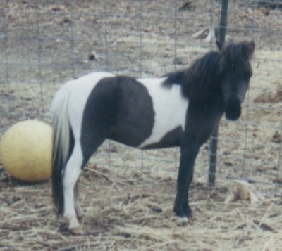 Oreo 1998