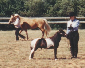 Oreo's third show- showing against full size horses this time