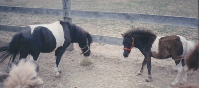 Oreo and sire