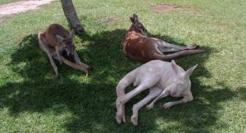 AUSTRALIA - the land Downunder
