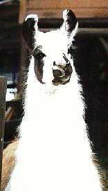 Vote Llama!