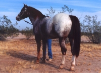 Ulrich's Ollicutt