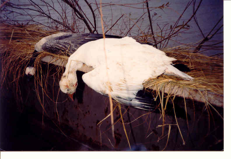1988 hunt @ Shell Smith Goose Club&nbsp;&nbsp; Swan Lake Missouri