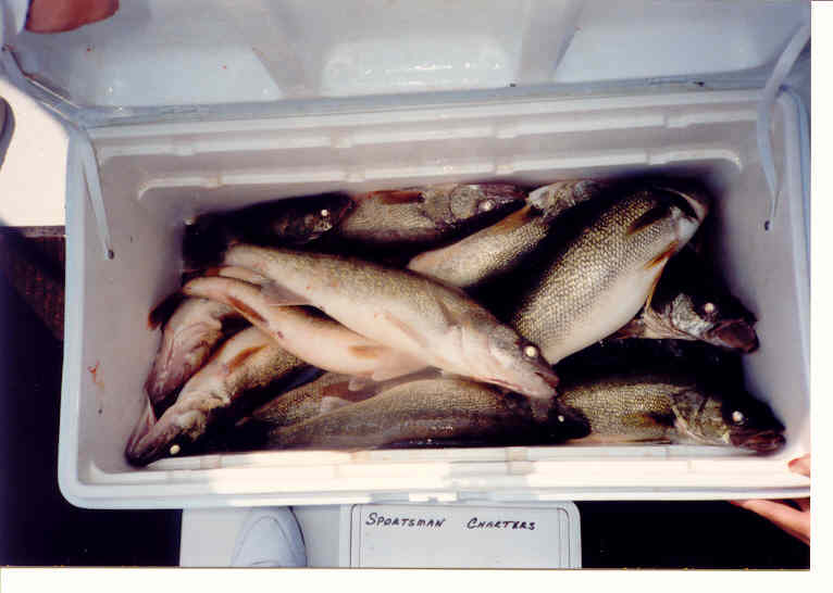 1992 Lake Erie Walleyes on Sportsman Charters&nbsp;&nbsp;&nbsp;&nbsp;&nbsp;&nbsp;&nbsp;&nbsp;&nbsp;&nbsp;&nbsp; (Claudie Blaha- captain)