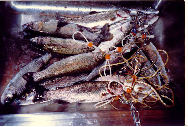 1988 Lake Taneycomo Rainbow Trout&nbsp;&nbsp; Branson, Missouri