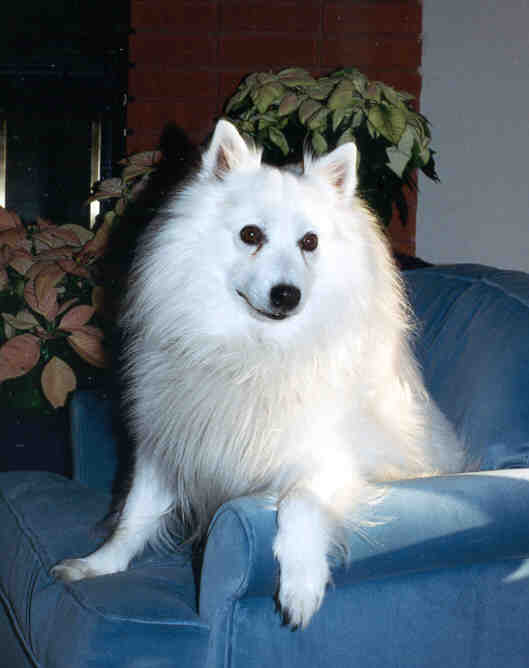 Cotton on chair.jpg (22523 bytes)