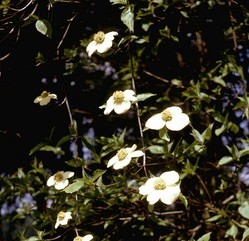 pacific_dogwood