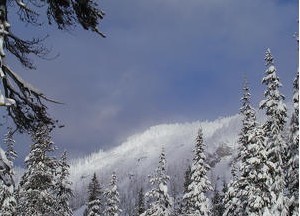 snowy_trees