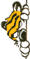 WebCams Tiger