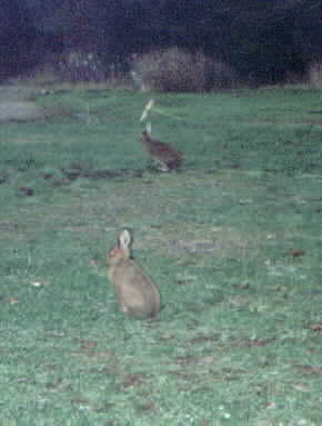 /user/wildlife1.jpg