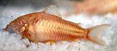 Albino Cory