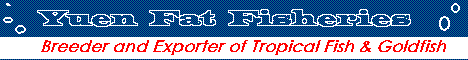 Experienced Breeder and Exporter of Tropical Fish