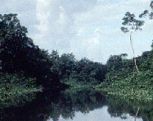 R&iacute;o Orinoco