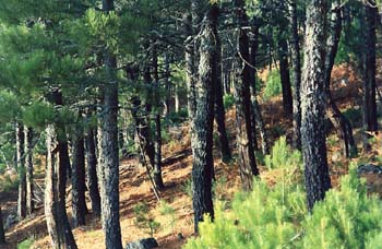 Pinos