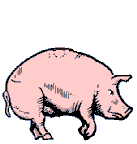 PIGS WILL FLY