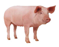 OINK OINK- Click me for STRU LUCK