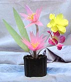 Mvc-003s.jpg (50683 bytes)